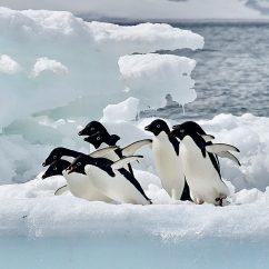 Antartica